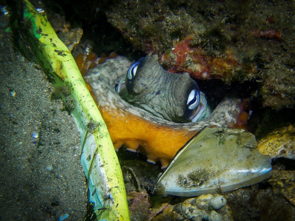 A Sydney octopus