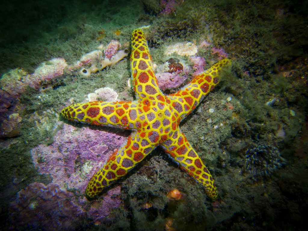 A mosaic seastar