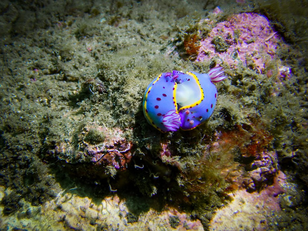 Hypseldoris bennetti