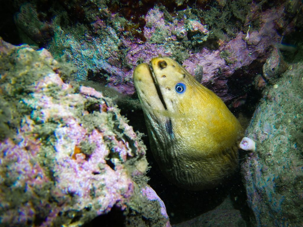 A green moray eel