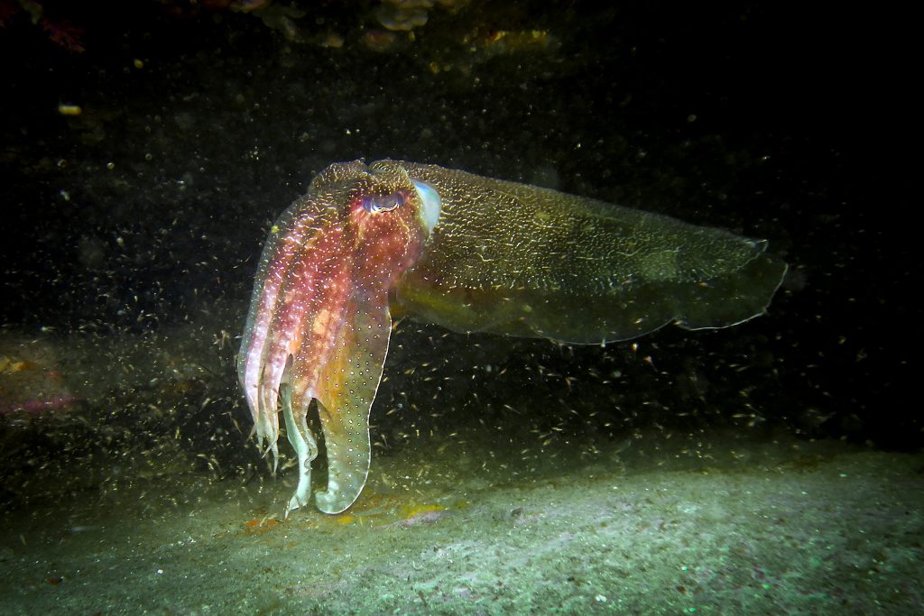 A giant cuttlefish