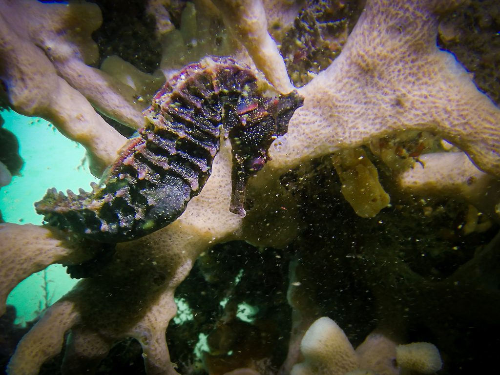 A seahorse at Clifton Gardens