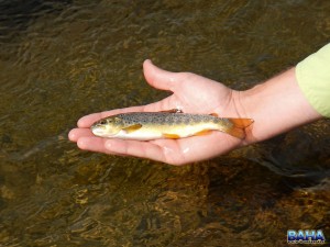 Bushmans River Brown