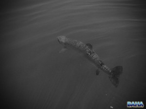 Black And White Rainbow Trout