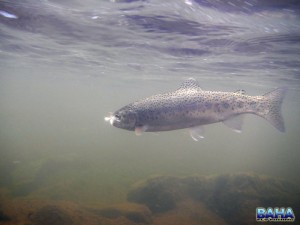 A Lesotho trout underwater