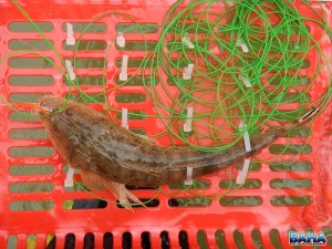 A bartail flathead