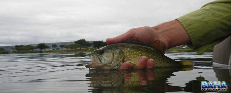 Bass Release At Inanda Dam