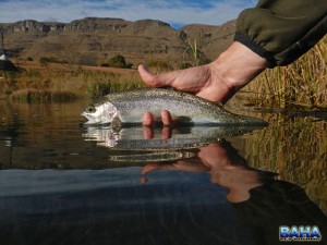 Releasing a fish into Eland Dam