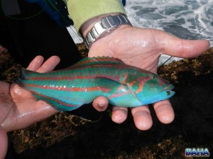 A rainbow wrasse