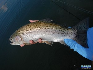 A small Underberg trout