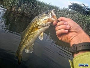 Yet another largemouth