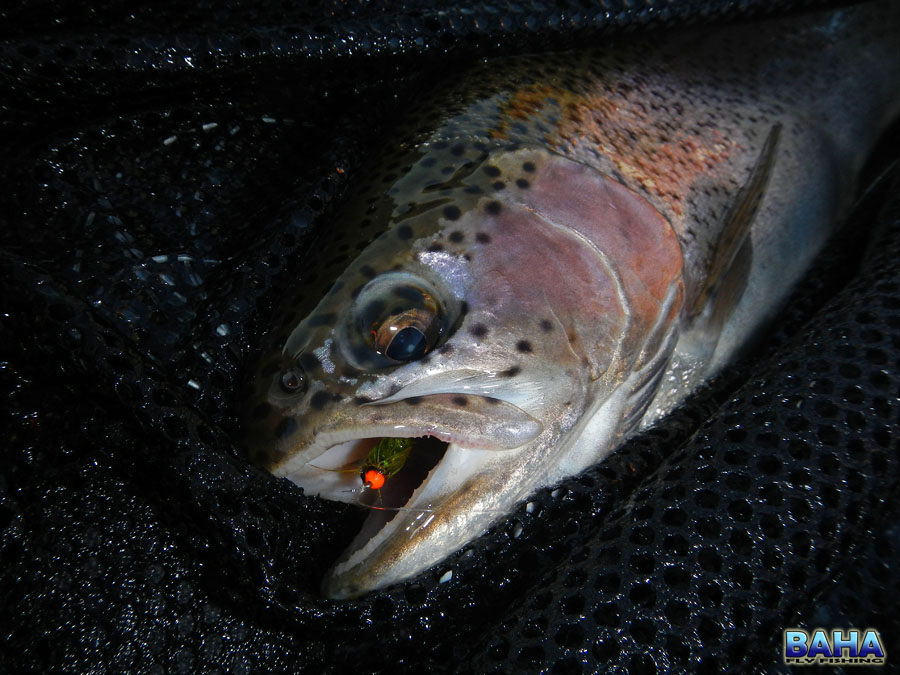 A rainbow trout taken on an orange bead