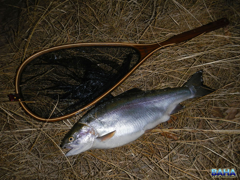 My first fish with my new net and Horizon XRS - A 2.9kg rainbow trout