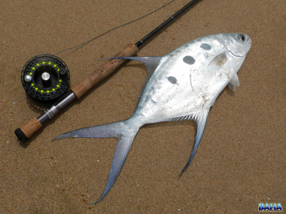 One of Warren's better pompano of the trip