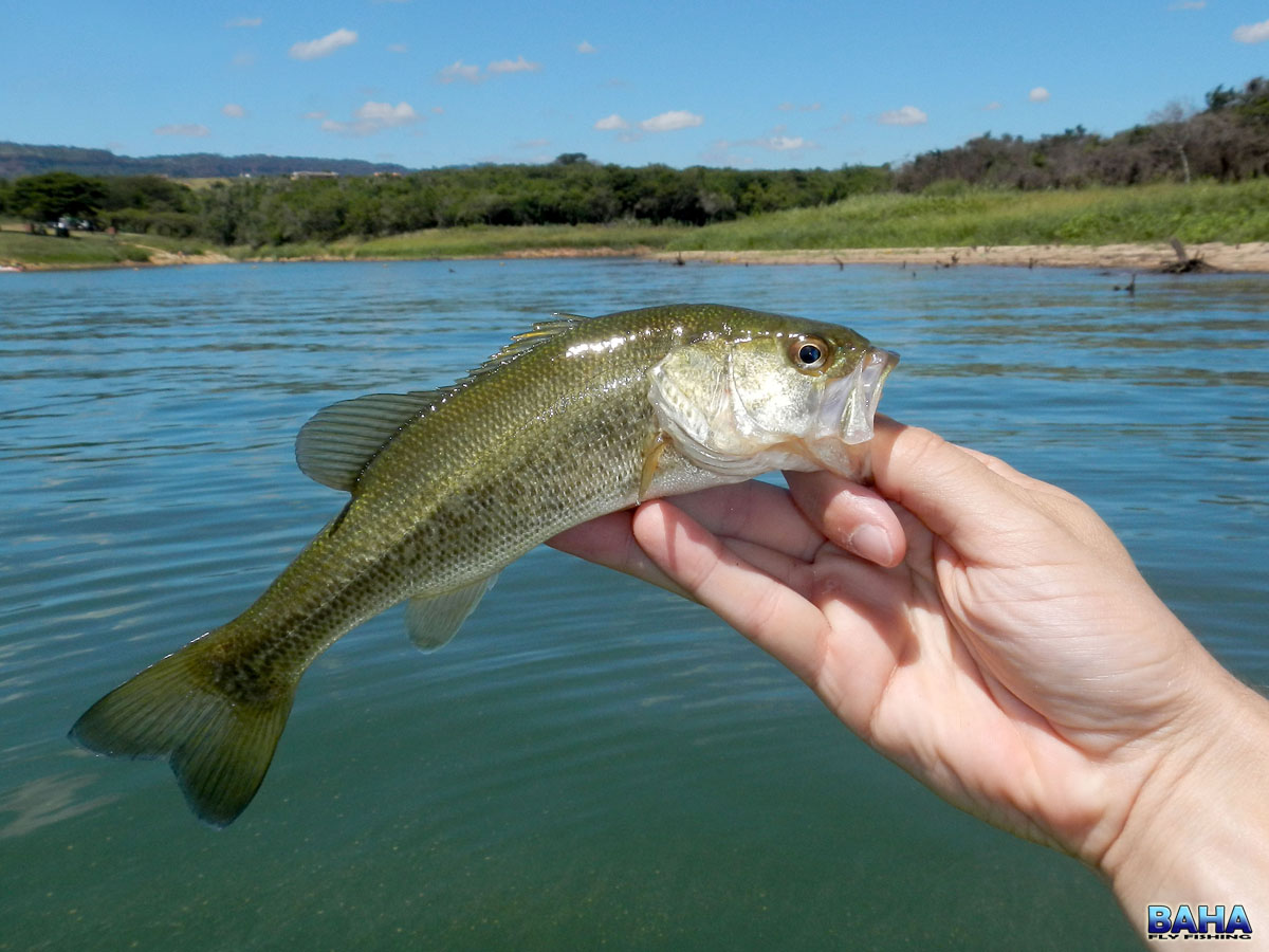 A small largemouth bass at Inanda dam