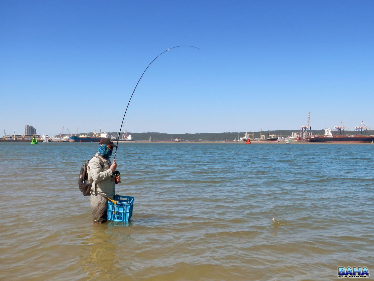 Leo landing a nice gurnard on fly at the Durban harbour