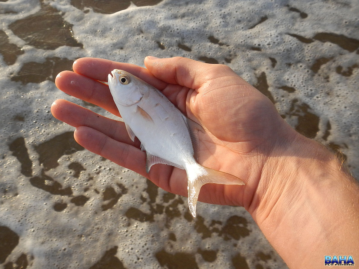 A juvenile wave garrick caught in the Kzn surf