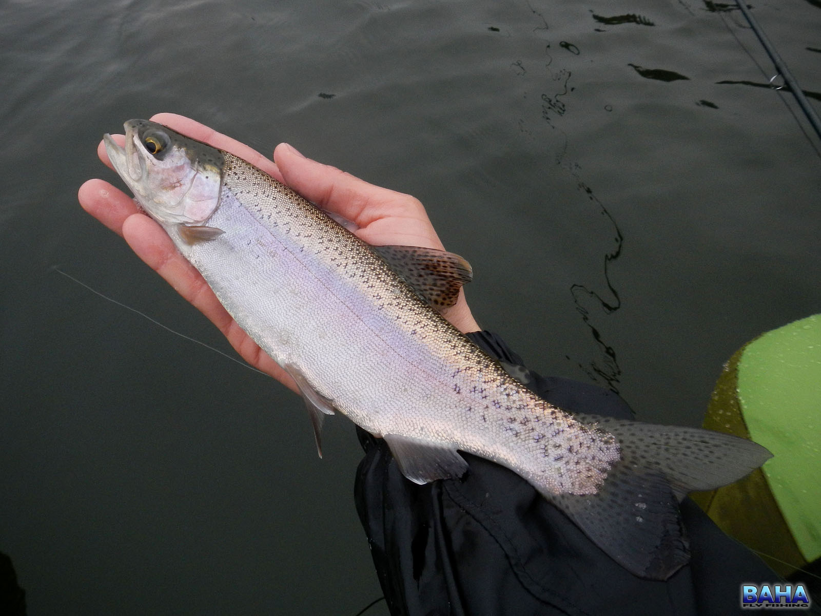 A small rainbow trout