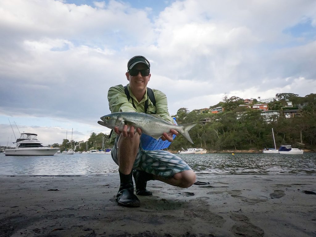 A tailor I caught on fly in Sydney Harbour