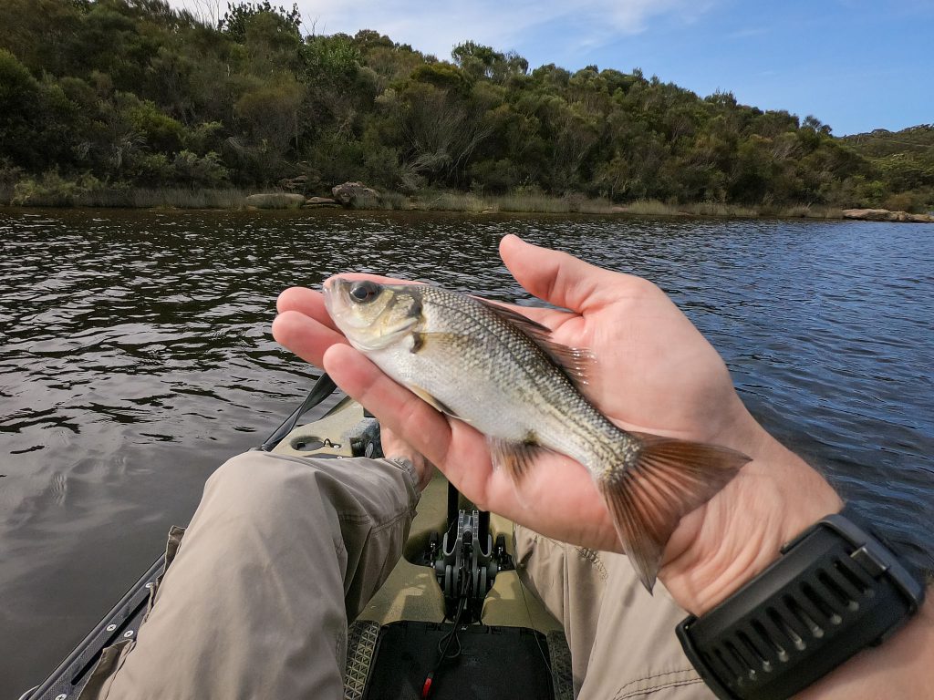 A small Aussie bass caught at Manly Dam