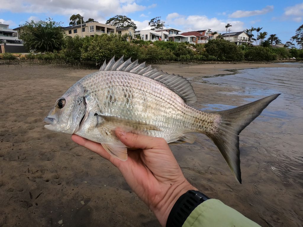 My first yellowfin bream on fly