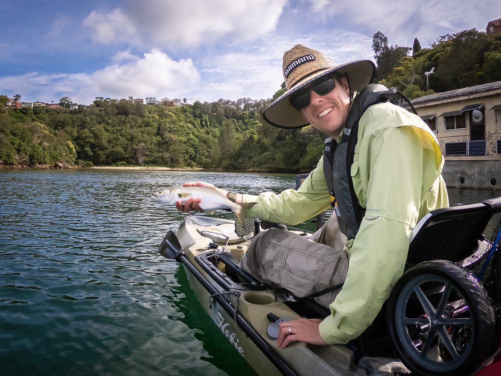 A small tailor caught on a Clouser