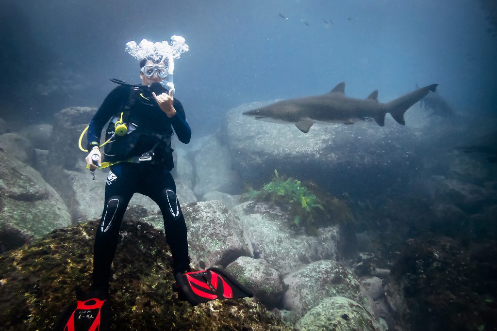 Warren diving with ragged-tooth sharks