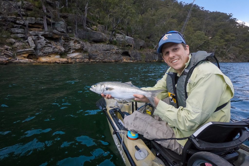 A nice tailor caught off the kayak in Cowan Creek