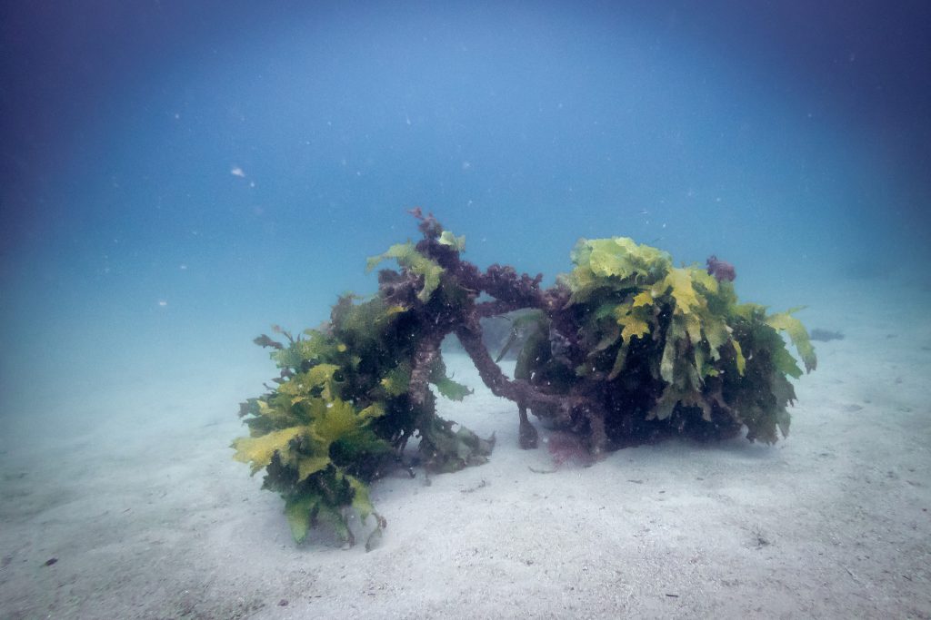 Motorbike #1, underwater at Shelly Beach