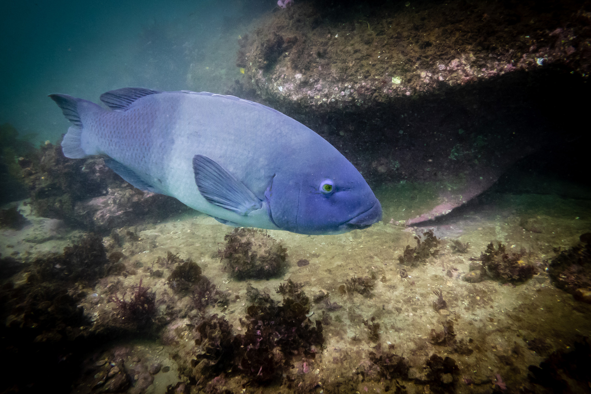 Blue groper