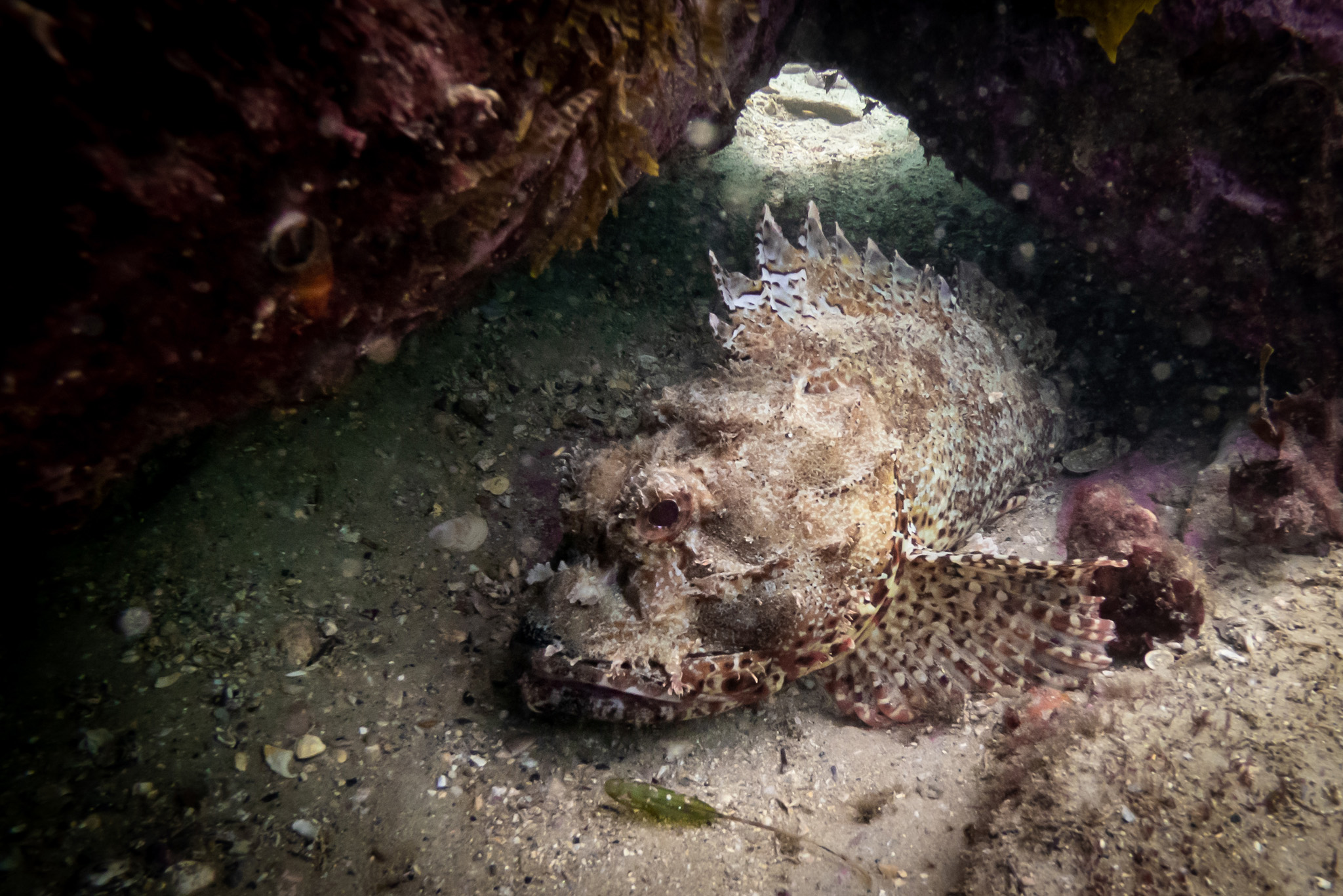 Scorpionfish