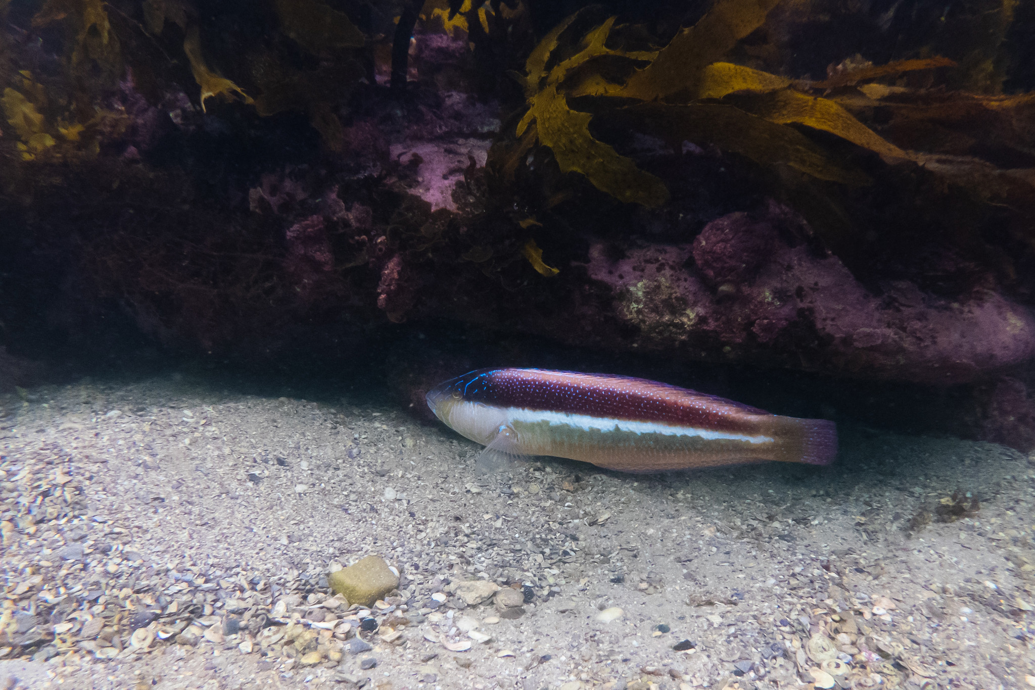 Southern Maori-wrasse