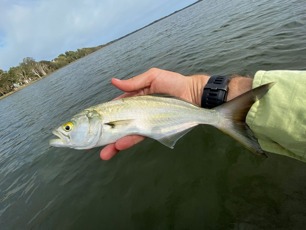 A small tailor caught on lure off the kayak