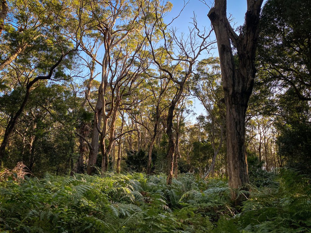 One of the views on the Narrabeen Lagoon Trail