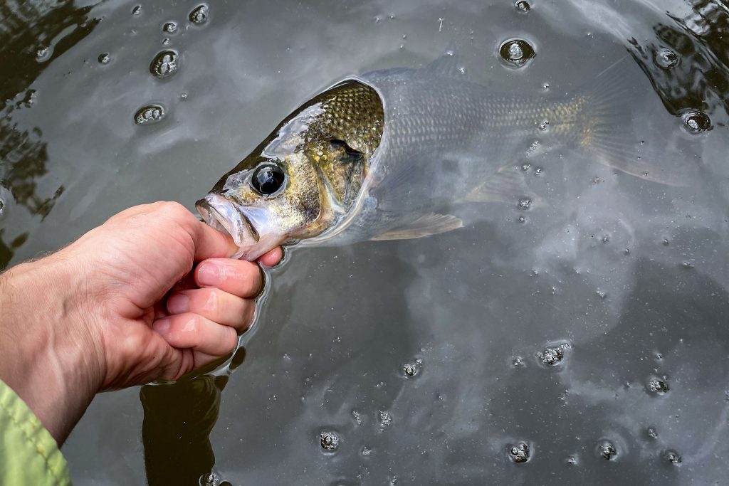 An Australian bass