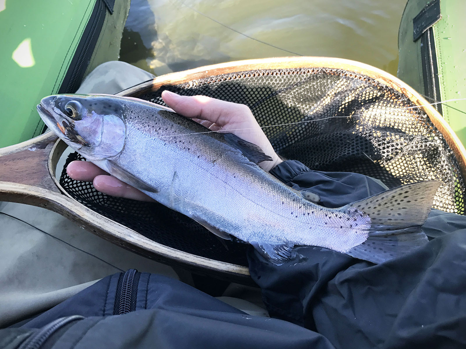 A rainbow trout caught at Granchester