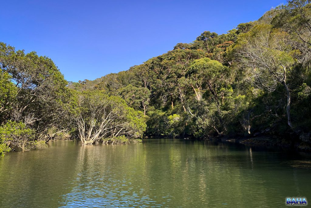Small mangroves hidden in Middle Harbour