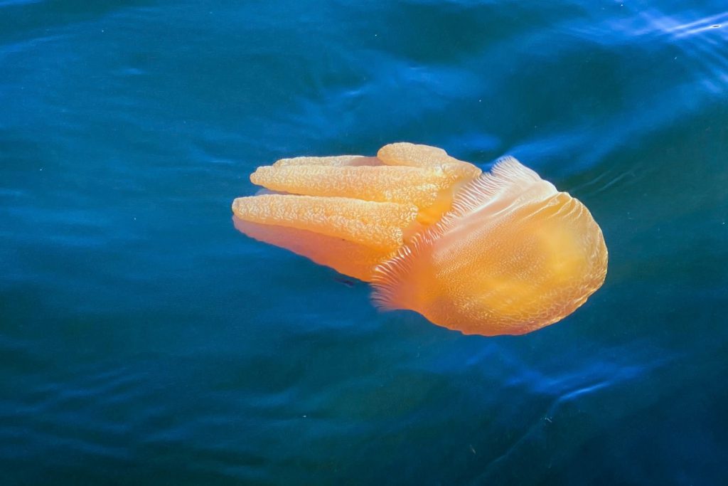 A Sydney Harbour jelly blubber