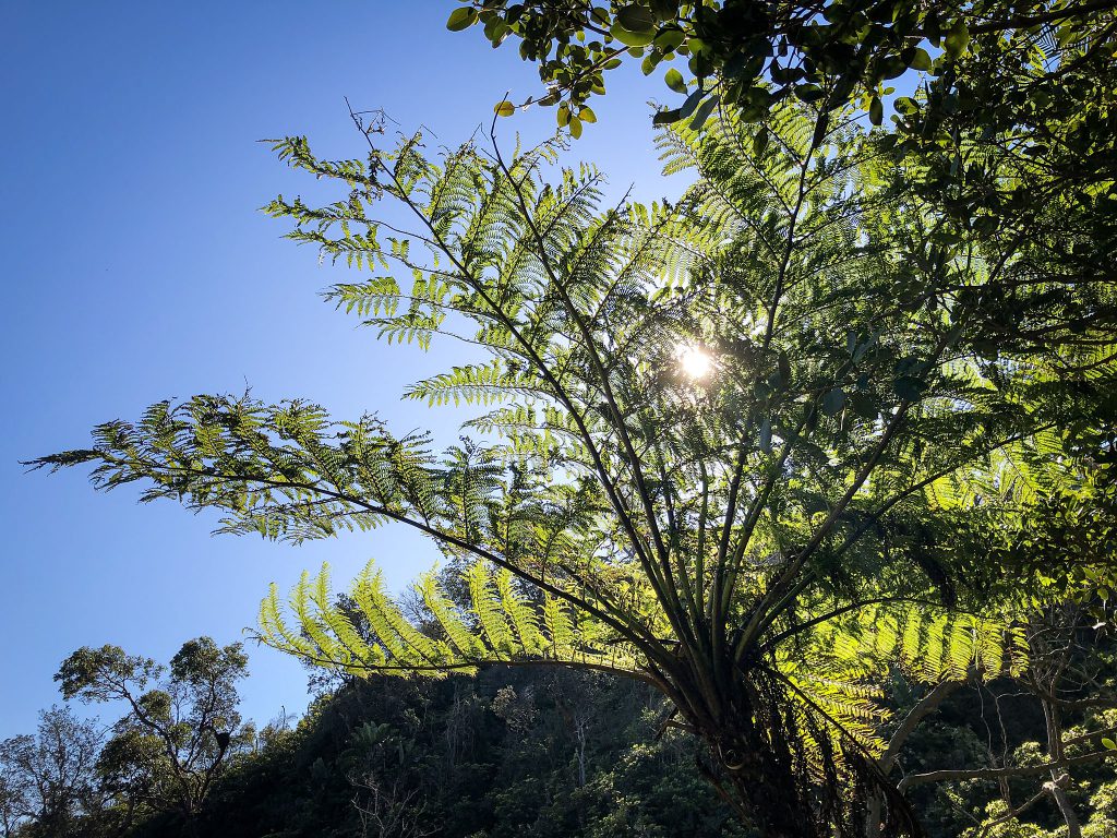 One of the many ferns along the trail