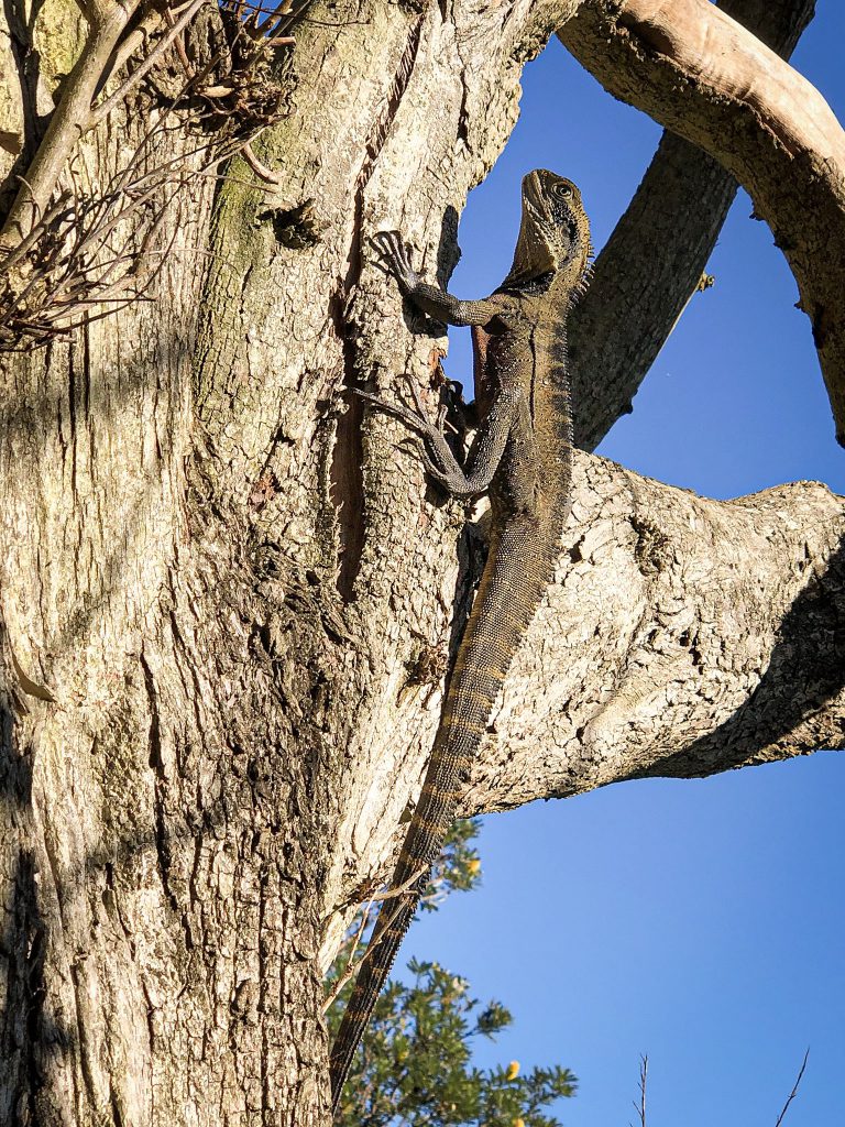 An Eastern Water Dragon