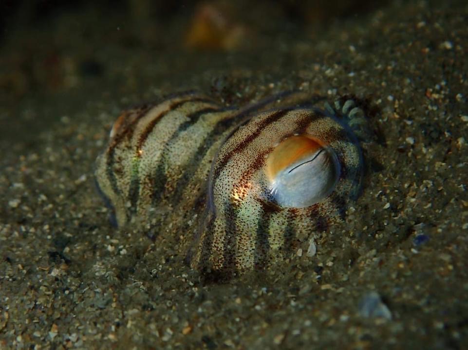 An octopus' eyes at night (Courtesy of Frog Dive)