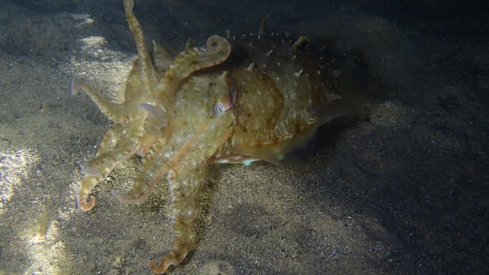A cuttlefish at night (Courtesy of Frog Dive)