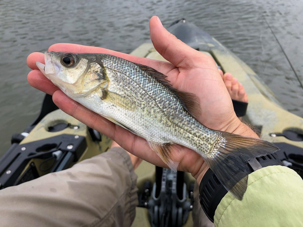 A small Aussie bass from Manly Dam