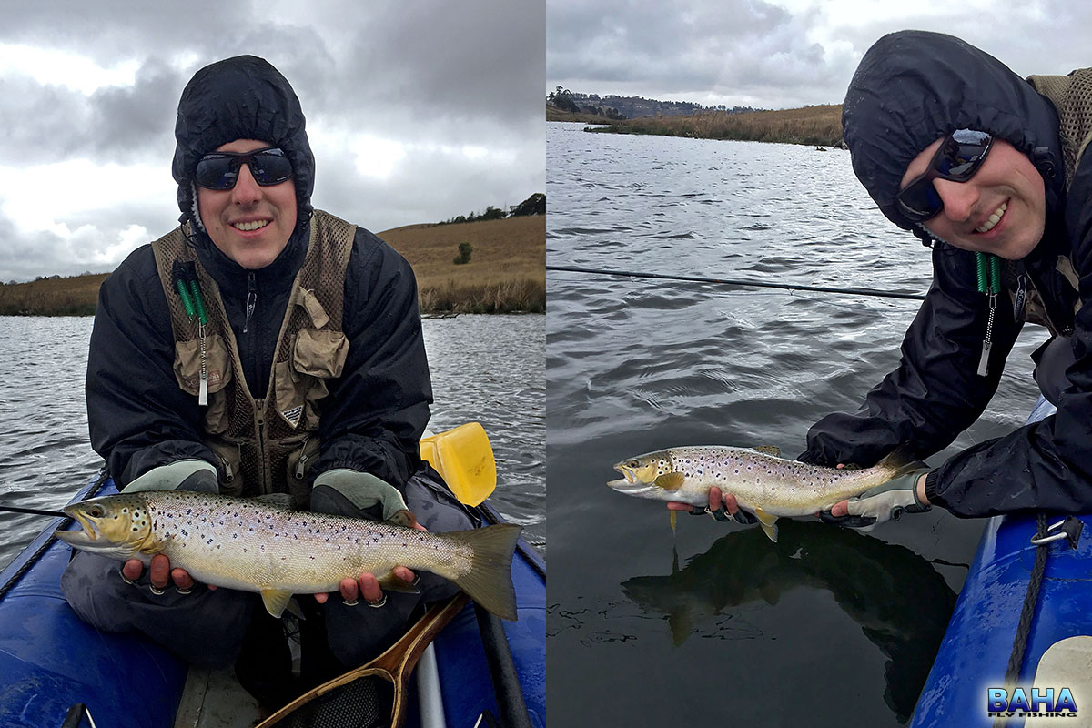 Some of the brown trout from location X