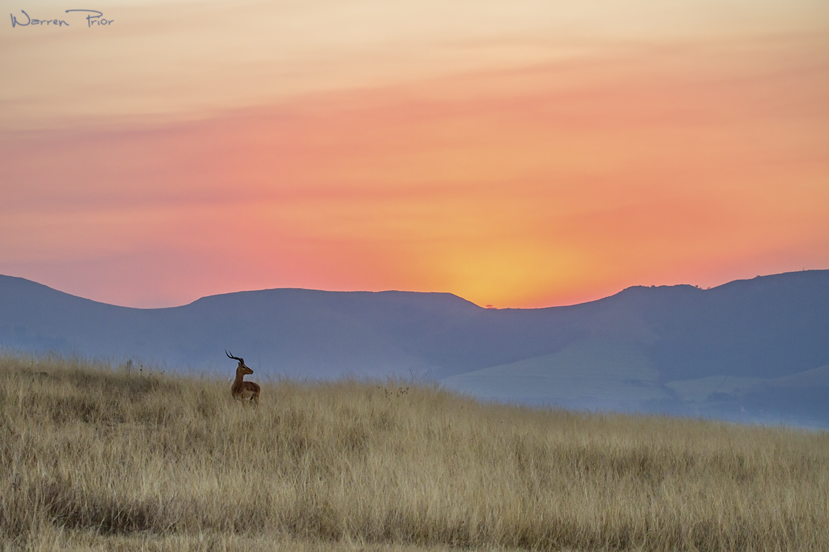 An impala at sunset