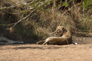Lion In A Riverbed