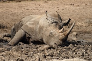 Resting Rhino