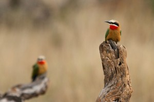 White-Fronted Bee-Eaters
