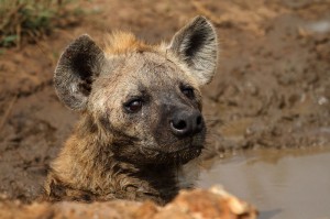 Spotted Hyena At iMfolozi