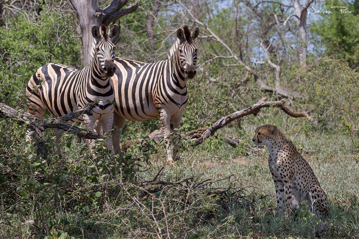 Zebra cautiously eye out a cheetah